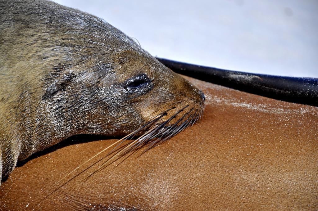 Bed and Breakfast Galapagos Eco Friendly Пуэрто-Бакерисо-Морено Экстерьер фото