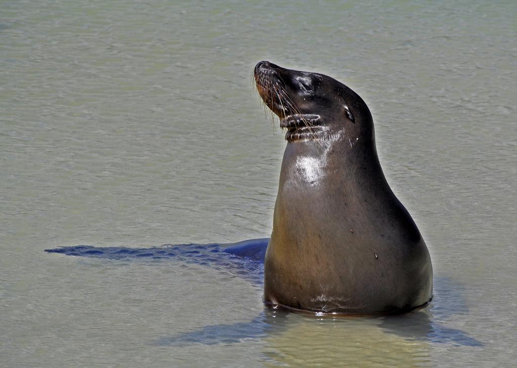 Bed and Breakfast Galapagos Eco Friendly Пуэрто-Бакерисо-Морено Экстерьер фото